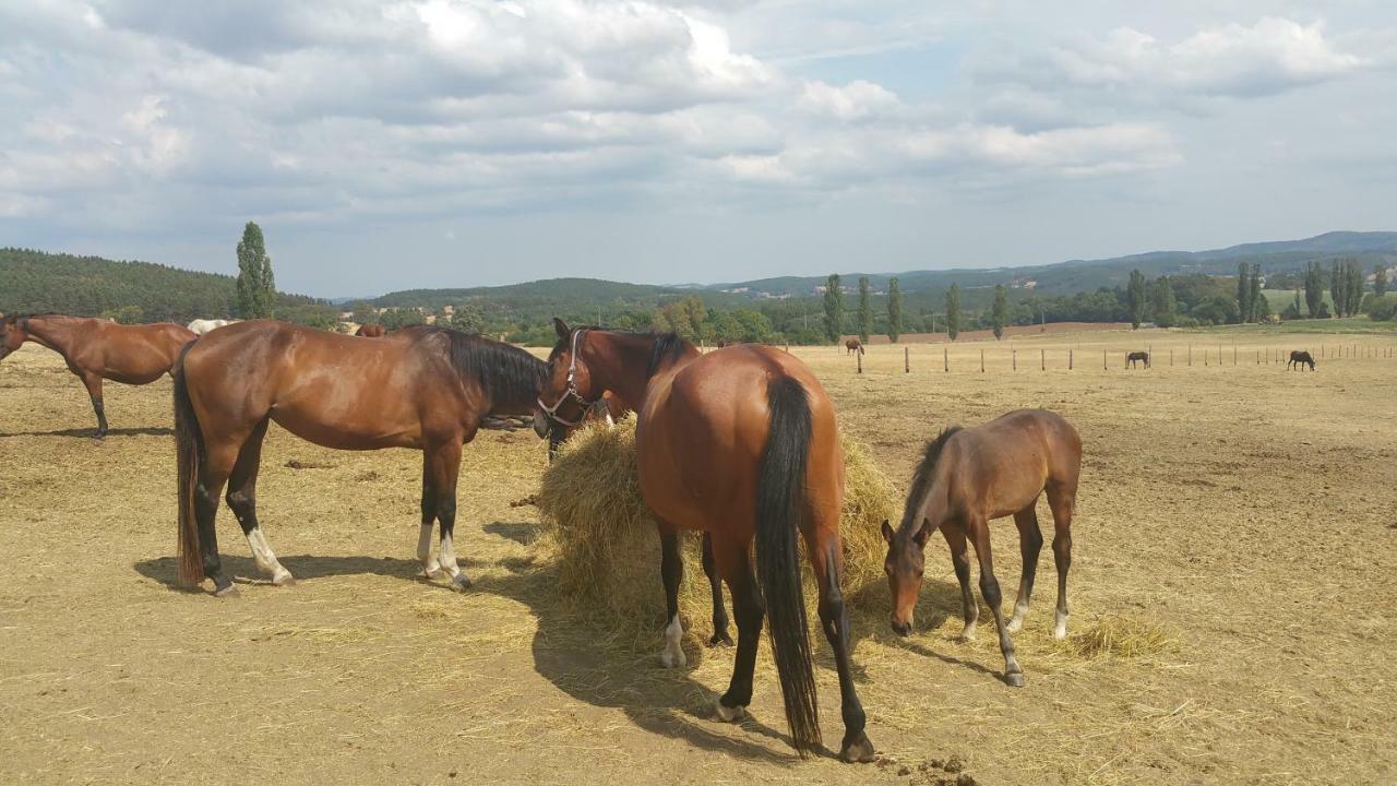 Penzion U Švarců Zduchovice Esterno foto